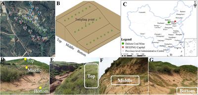 Mining Subsidence-Induced Microtopographic Effects Alter the Interaction of Soil Bacteria in the Sandy Pasture, China